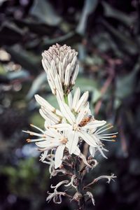 Close-up of wilted flowering plant