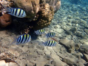 View of coral, fishes swimming in sea