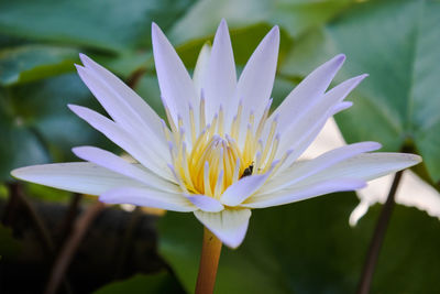 Close-up of purple water lily