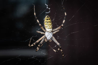 Close-up of spider on web