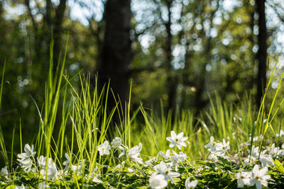 Close-up of fresh green plants in forest