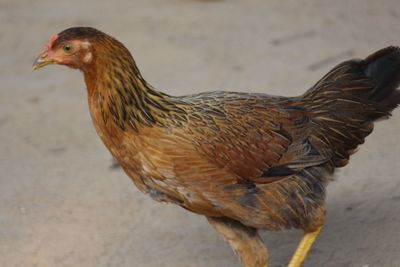 Close-up of a hen