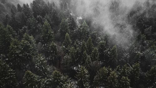 View of trees in forest