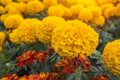 Close-up of marigold flowers