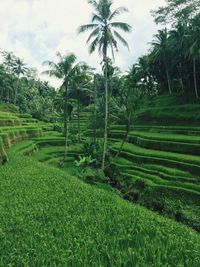 Scenic view of rice field against sky