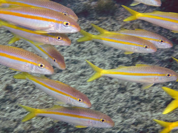 Close-up of fish swimming in sea