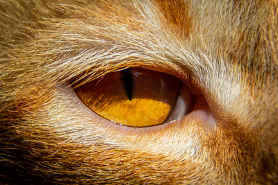 Ginger tabby eye close up