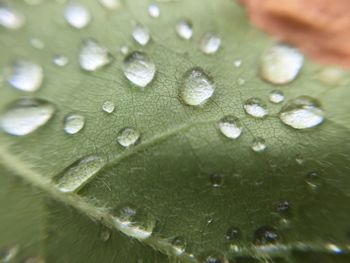 Close-up of water drops on leaf