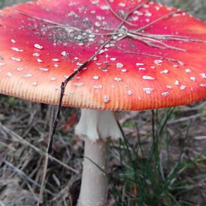 Close-up of wet mushroom