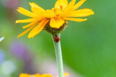 Close-up of yellow flower