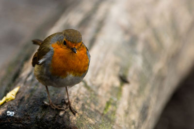 Close-up of bird perching outdoors