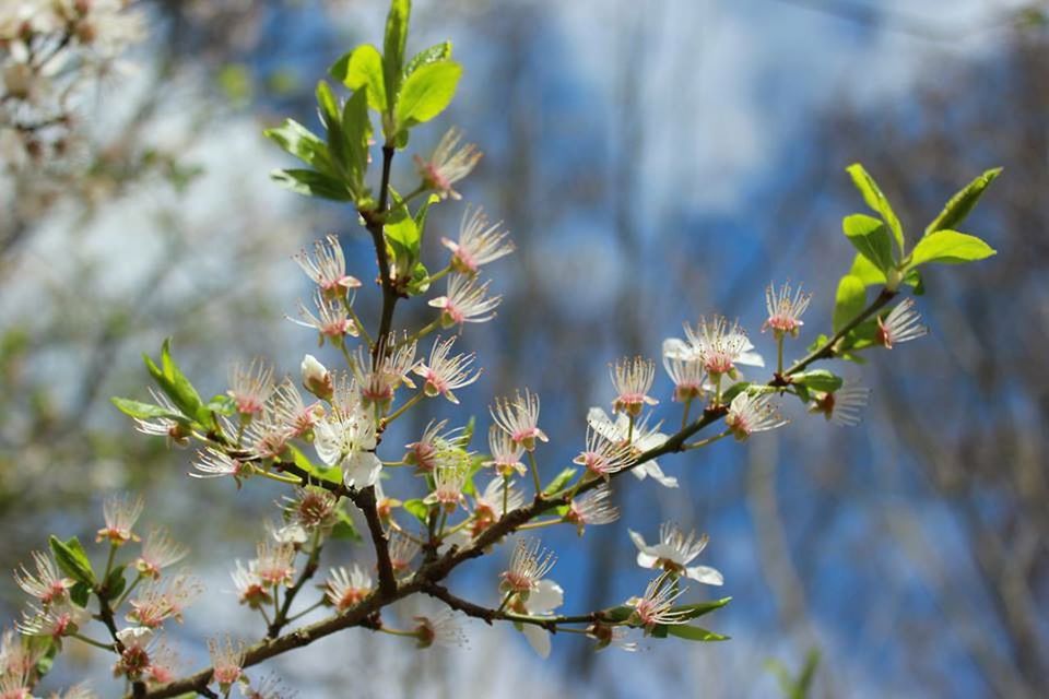 flower, growth, branch, focus on foreground, freshness, nature, close-up, beauty in nature, tree, fragility, twig, plant, day, outdoors, leaf, blossom, stem, selective focus, no people, botany