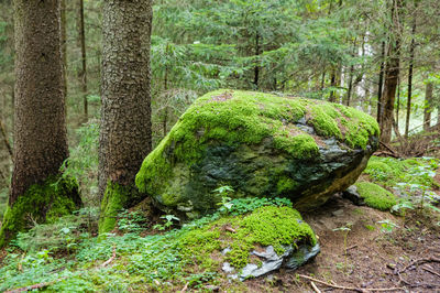 Pine tree in forest