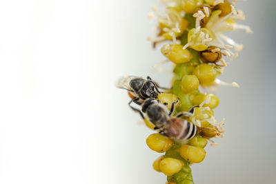 Close-up of insect on yellow flower