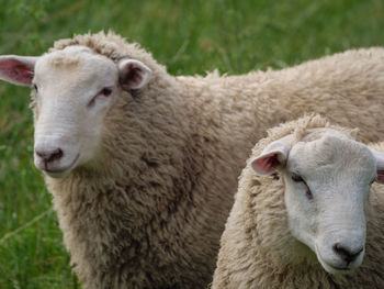 Close-up of sheep on field