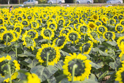 Close-up of yellow flowering plant on field