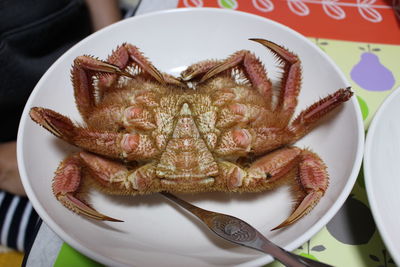 High angle view of crab in plate on table