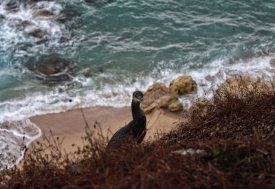 Scenic view of sea shore