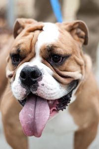 Close-up portrait of a dog