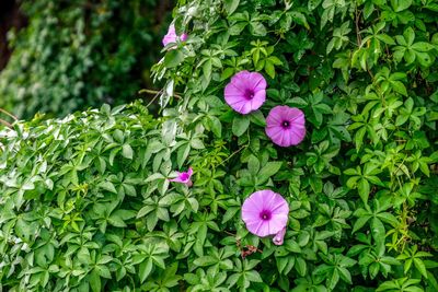 Close-up of pink flowering plants