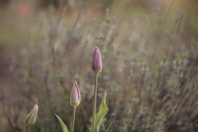 Close-up of flower blooming outdoors