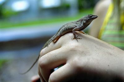 Close-up of lizard on hand