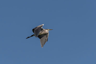 Low angle view of bird flying