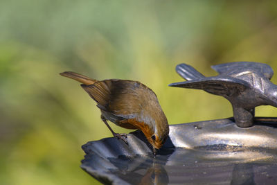 Close-up of bird perching on feeder