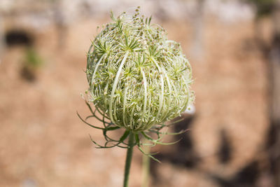Close-up of green plant