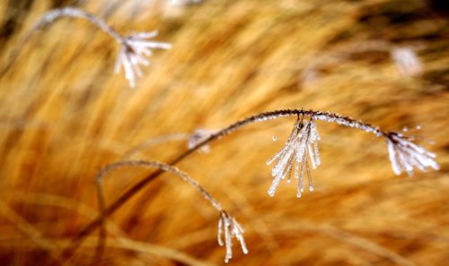 Close-up of frozen plants during winter