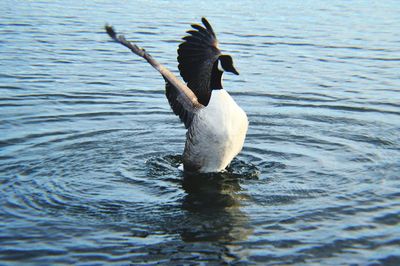 Bird flying over calm lake