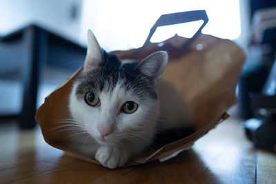 Close-up portrait of cat on floor at home