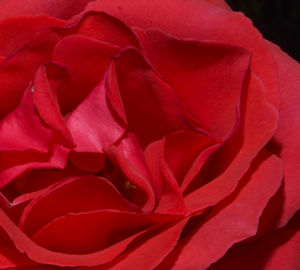 Close-up of red rose