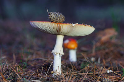 Close-up of mushroom growing on field