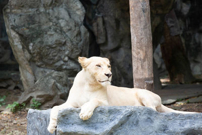 View of a dog on rock