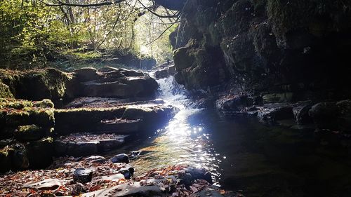 Scenic view of waterfall in forest