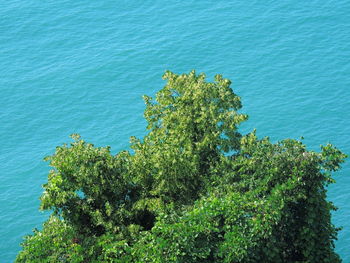 High angle view of plants against sea