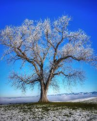 Bare tree on landscape against blue sky