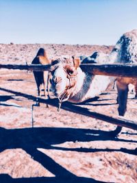 Horse standing in a farm