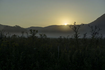 Silhouette plants against mountains at sunset