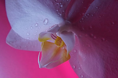 Close-up of flower blooming outdoors