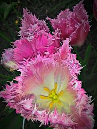 Close-up of pink flowers