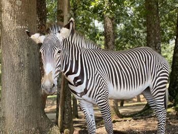 Zebras standing in a zoo