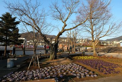 Bare trees in front of building