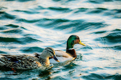 Mallard duck swimming in lake