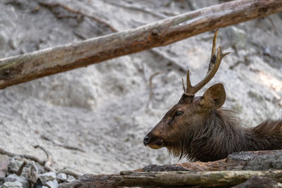 View of deer on rock