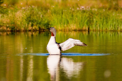 Duck swimming in a lake