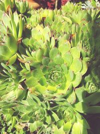 High angle view of succulent plant