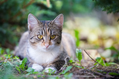 Portrait of cat on field