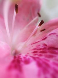 Close-up of pink flower